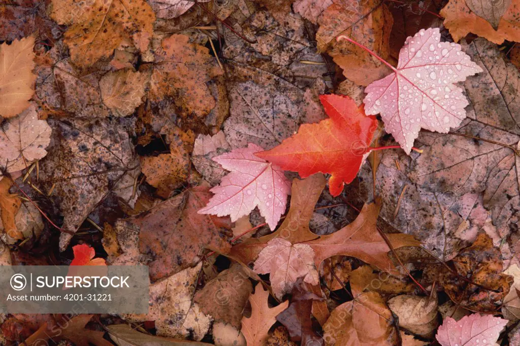 Autumn leaves on forest floor, Shenandoah National Park, Virginia