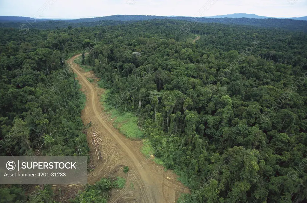 Logging road in lowland tropical rainforest across the broad flood plain of Aird River, Kikori Basin, Papua New Guinea