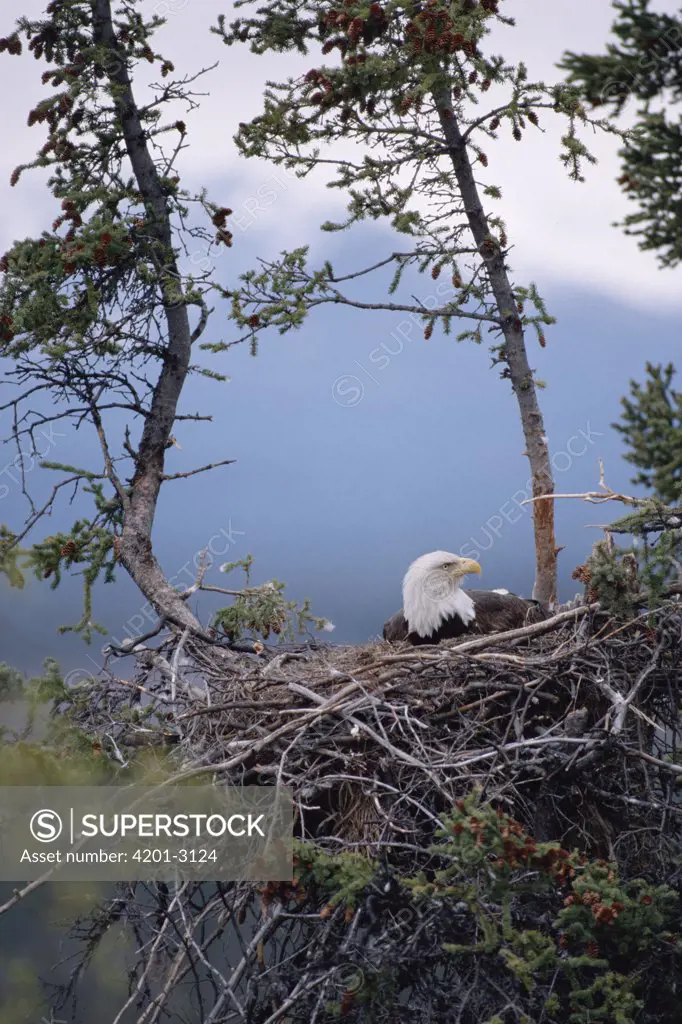 Bald Eagle (Haliaeetus leucocephalus) on nest, Alaska