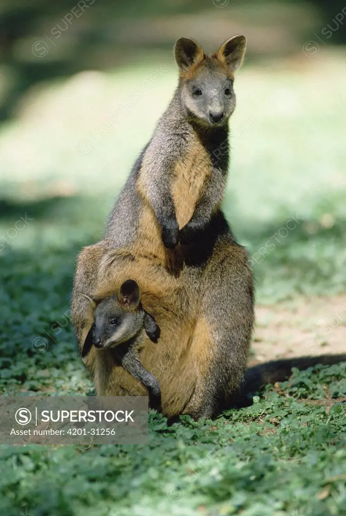 Swamp Wallaby (Wallabia bicolor) mother with joey in pouch, east coast of Australia