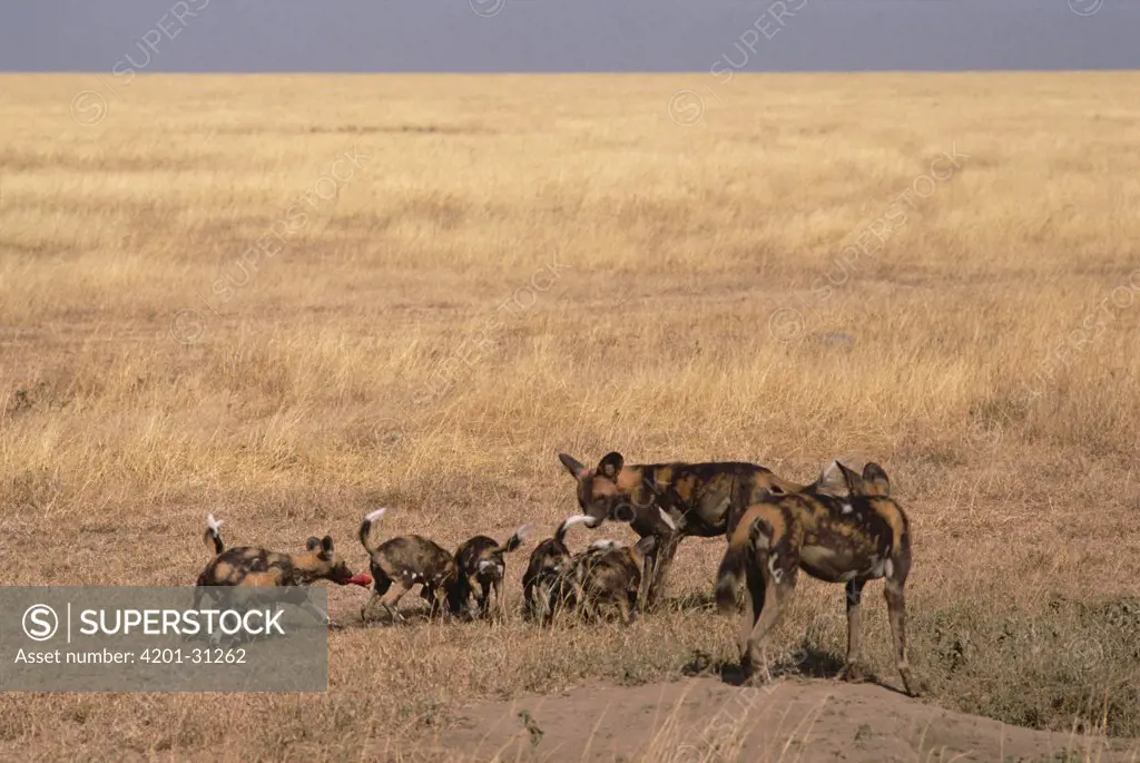 African Wild Dog (Lycaon pictus) family feeding at den entrance, south of Sahara Desert, Africa