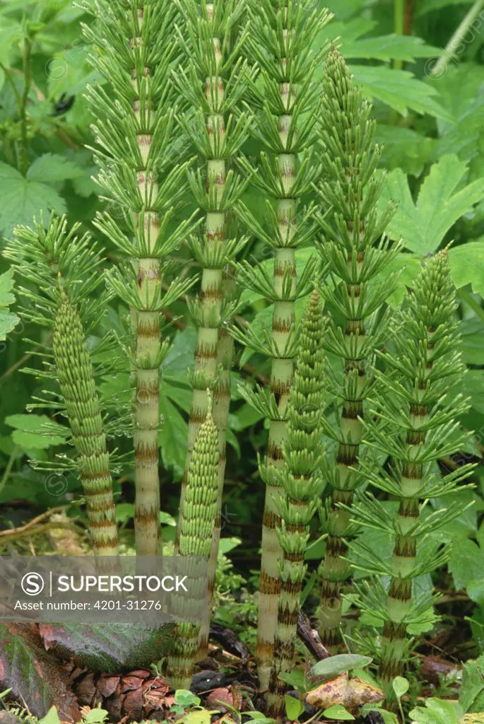 Field Horsetail (Equisetum arvense) among other various vegetation, Pacific coast, North America