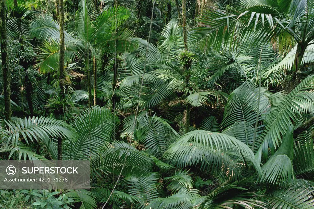 Montane palm forest dominated by palm plants, El Yunque National Forest, Puerto Rico