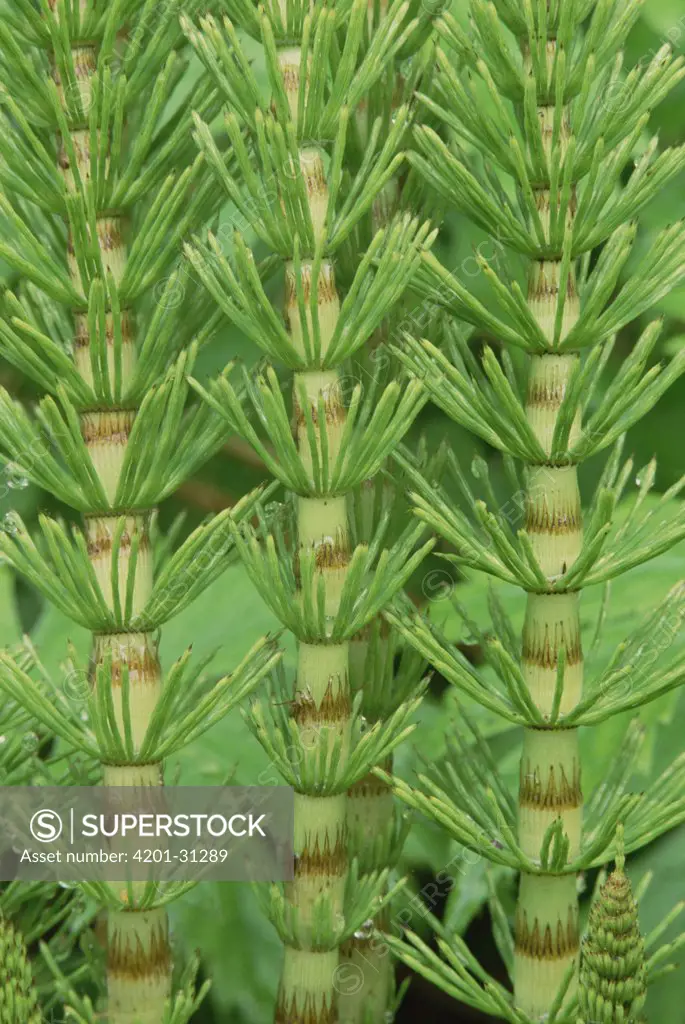 Field Horsetail (Equisetum arvense), Pacific coast, North America