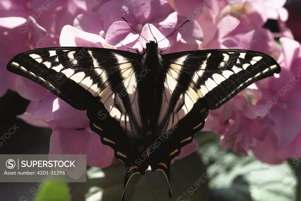Tiger Swallowtail (Papilio glaucus) butterfly perching on pink flowers, North America