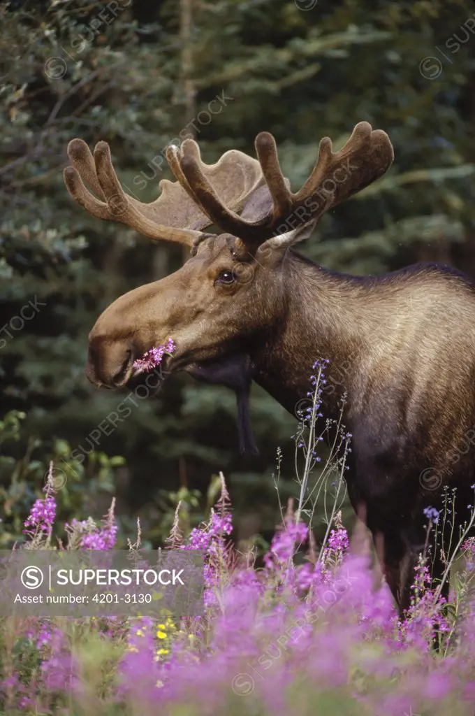 Moose (Alces americanus) feeding on Fireweed (Epilobium angustifolium) flowers in the spring, Alaska