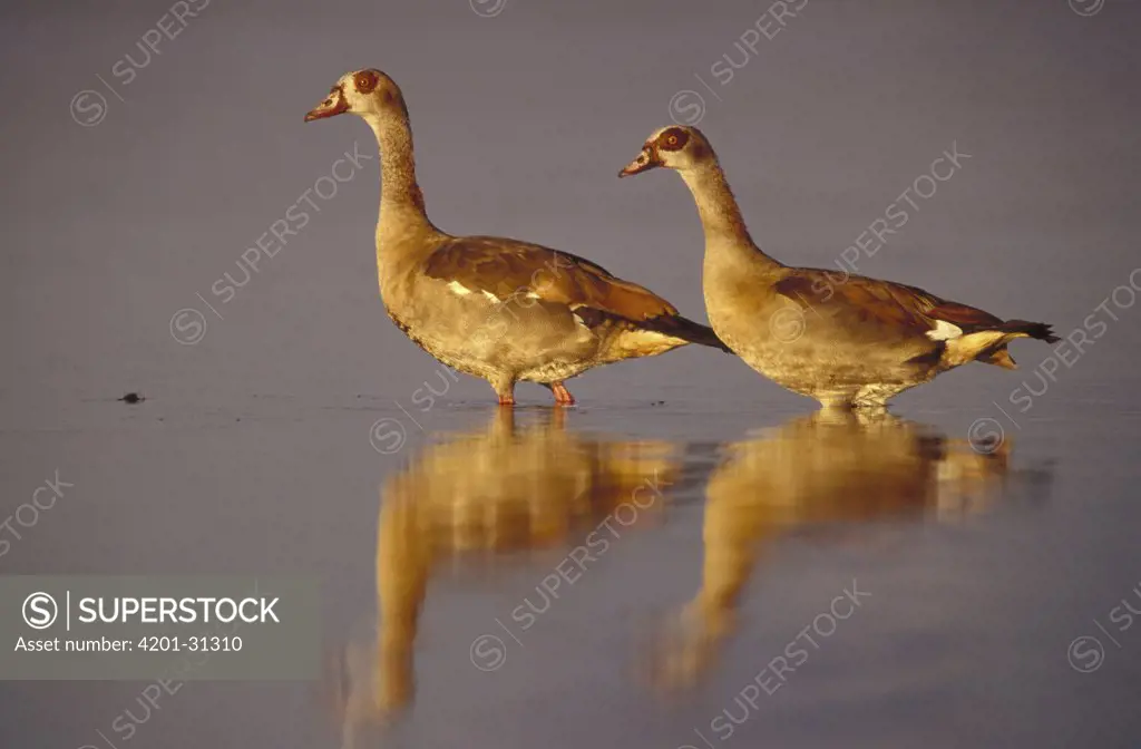 Egyptian Goose (Alopochen aegyptiacus) female and male wading, Duba Plains, Botswana