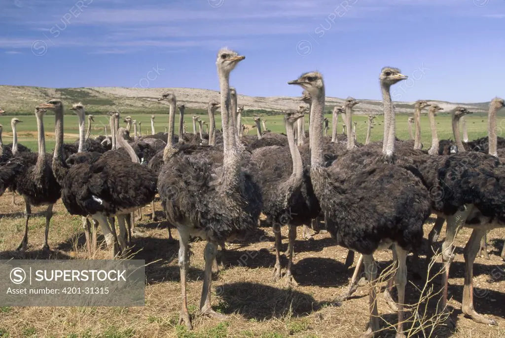 Ostrich (Struthio camelus) females in large commercial farm, near Kruldfontein, western South Africa