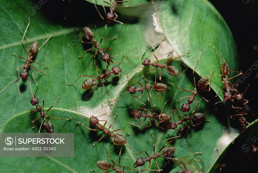 Weaver Ant (Oecophylla longinoda) colony weaving nest from water berry leaves, Maputaland Coastal Forest Reserve, South Africa