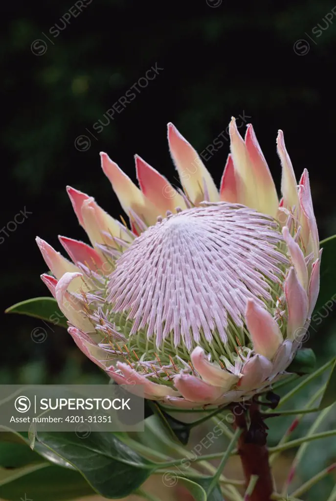 King Protea (Protea cynaroides) bract and flowers from photographer's garden, native to South Africa