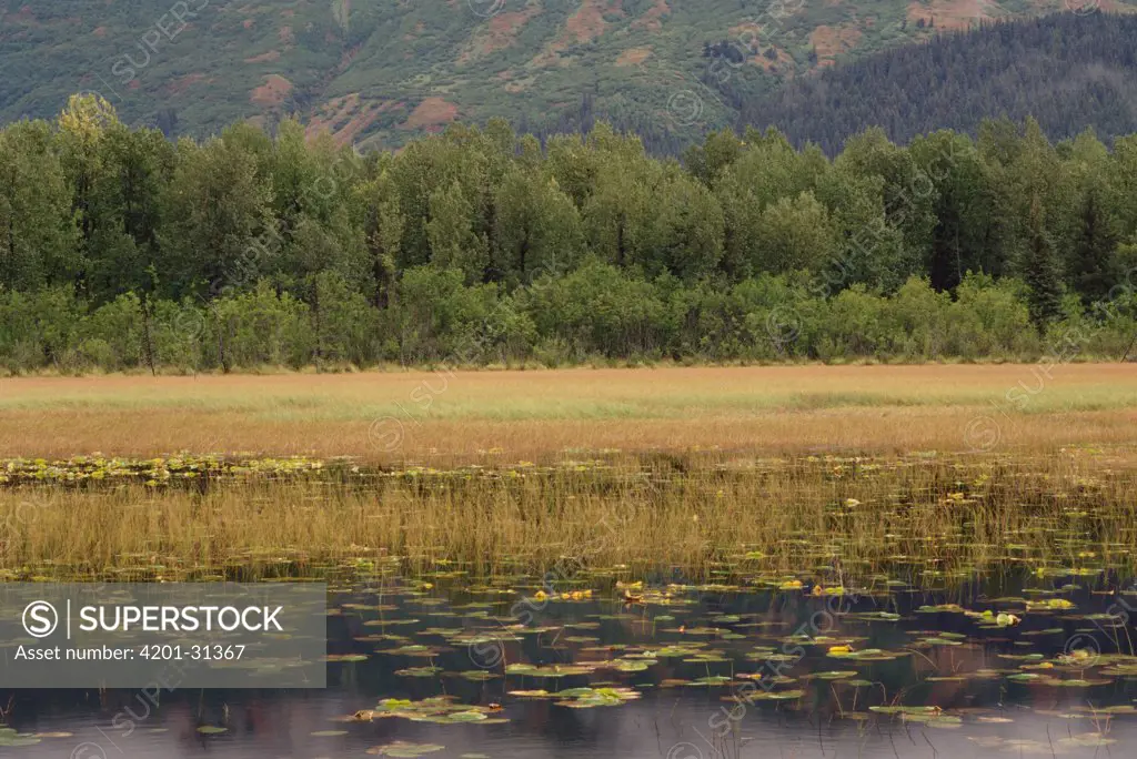 American Beaver (Castor canadensis) pond with water lilies and forest, Chugach National Forest, Alaska