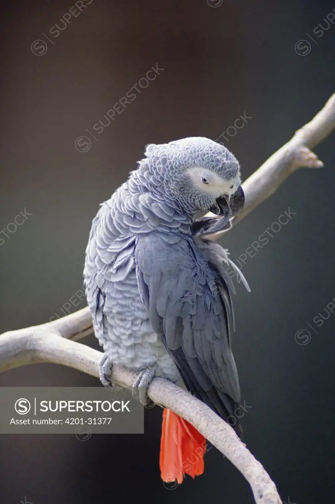 African Grey Parrot (Psittacus erithacus) preening, east Africa
