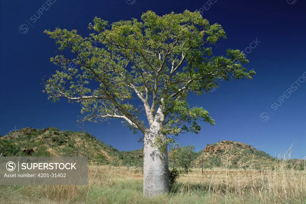 Australian Baobab (Adansonia gregorii) tree growing on grasslands, Western Australia