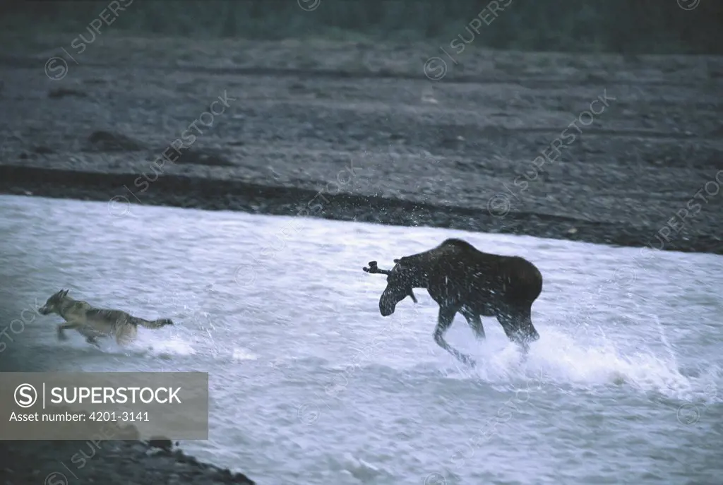 Moose (Alces americanus) young bull charges young Timber Wolf (Canis lupus), Teklanika River, Denali National Park and Preserve, Alaska