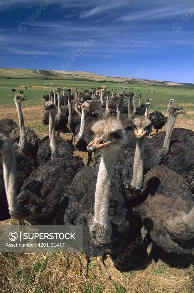 Ostrich (Struthio camelus) females in large commercial farm near Kkruldfontein, western South Africa