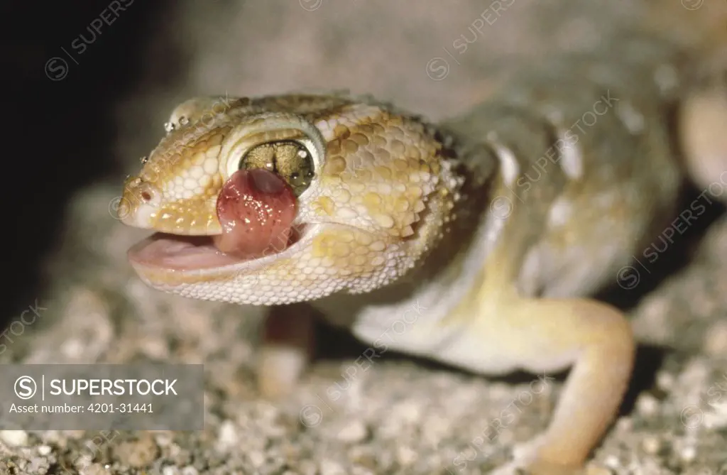 Common Barking Gecko (Ptenopus garrulus) licking its eye, Kalahari Desert, Botswana