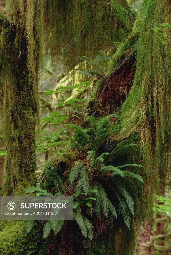 Epiphytic Sword Fern, temperate rainforest, North Pacific coast, North America