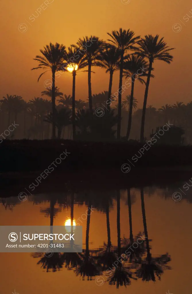 Date Palm (Phoenix reclinata) cluster along the Nile River at sunrise, near Cairo, Egypt