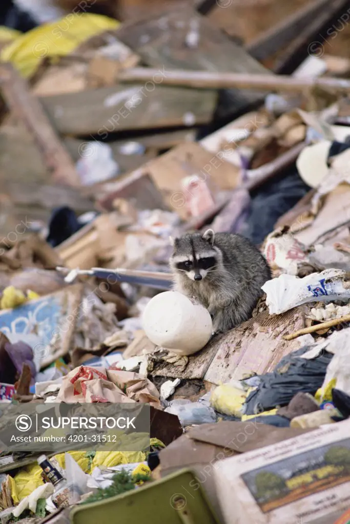 Raccoon (Procyon lotor) in garbage dump, central and North America