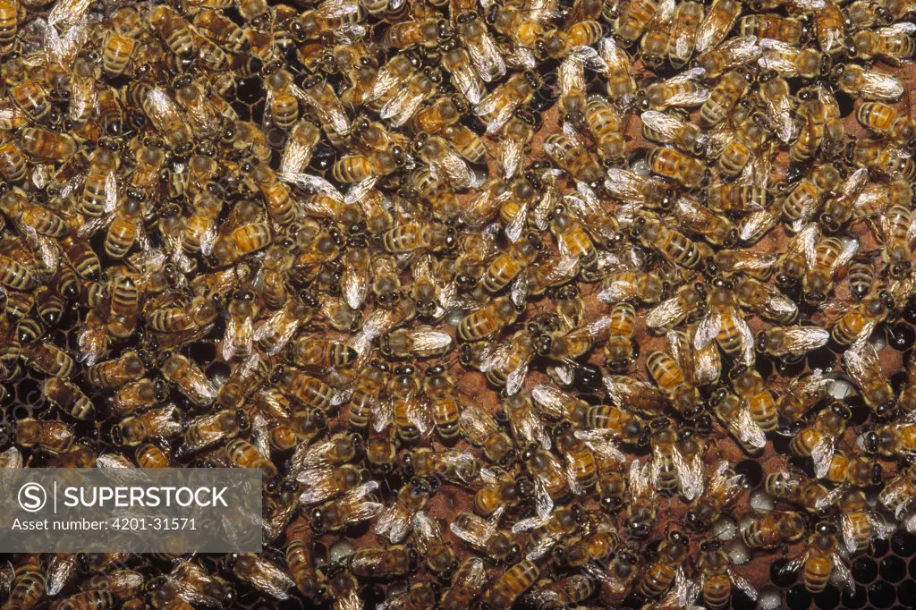Honey Bee (Apis mellifera) workers tending brood in hive, North America