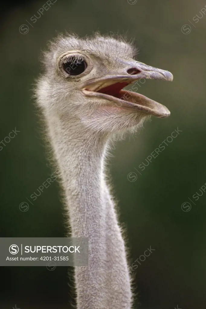 Ostrich (Struthio camelus), east Africa