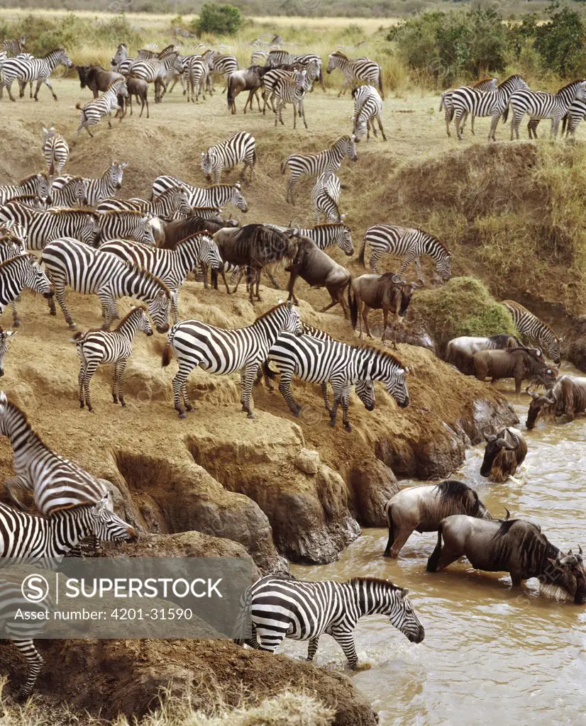 Burchell's Zebra (Equus burchellii) and Blue Wildebeest (Connochaetes taurinus) crossing the Mara River, Masai Mara National Reserve, Kenya