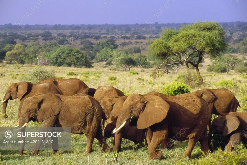 African Elephant (Loxodonta africana) herd foraging, Tarangire National Park, Tanzania
