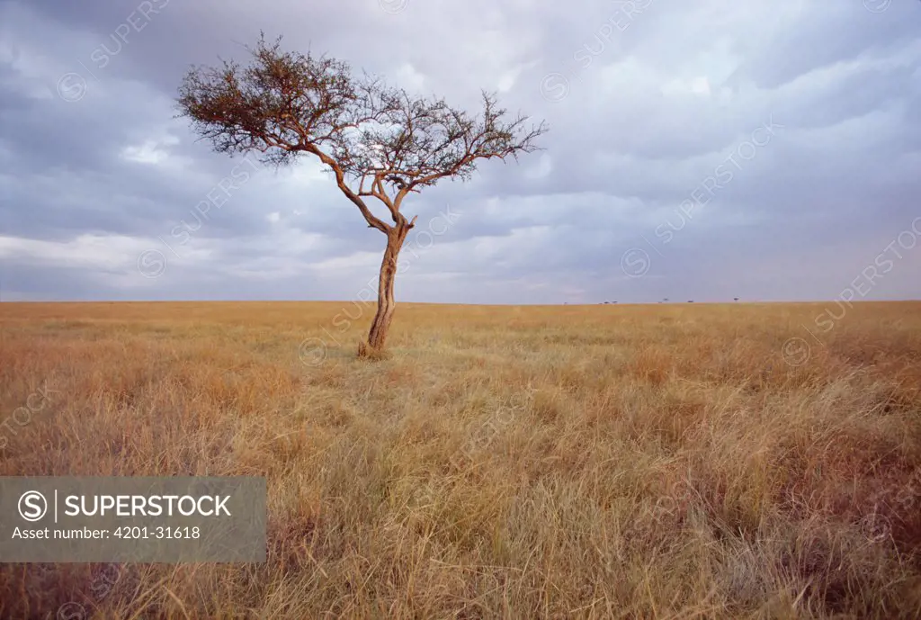 Whistling Thorn (Acacia drepanolobium) on savannah, Masai Mara Game Reserve, Kenya