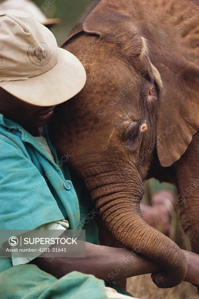 African Elephant (Loxodonta africana) orphan called Lalbon, six week old, comforted by keeper Mishak Nzimbi, David Sheldrick Wildlife Trust, Tsavo East National Park, Kenya