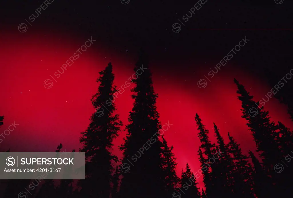 Red aurora borealis over boreal forest, Alaska