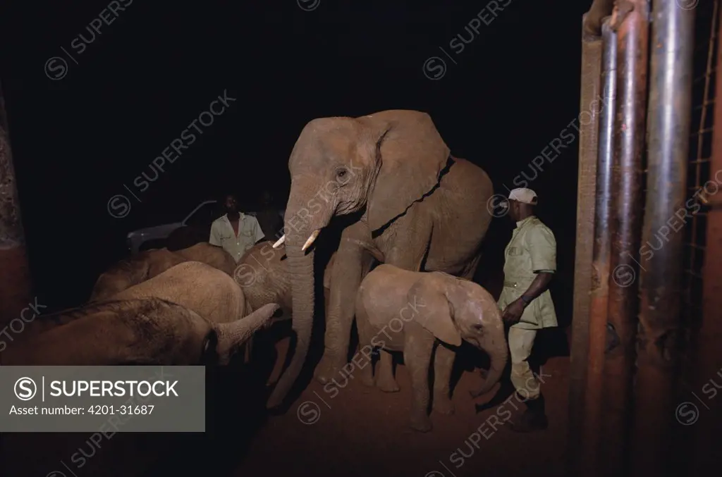 African Elephant (Loxodonta africana) orphan called Malaika meets orphan 8, David Sheldrick Wildlife Trust, Tsavo East National Park, Kenya