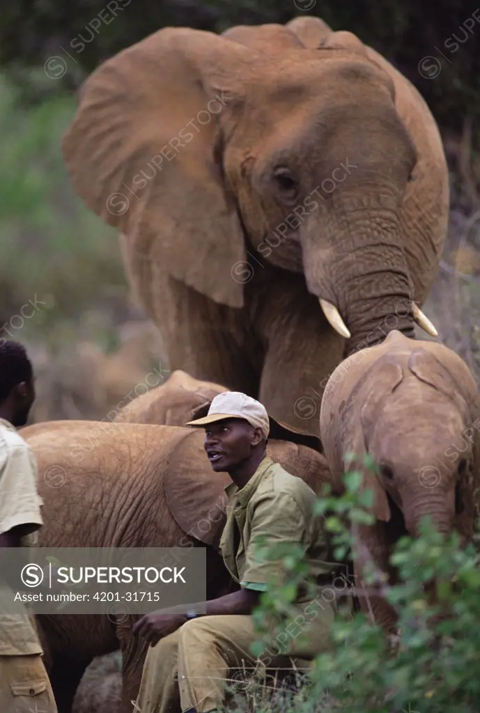 African Elephant (Loxodonta africana) orphan babies in bush tended to by Mishak Nzimbi, David Sheldrick Wildlife Trust, Tsavo East National Park, Kenya