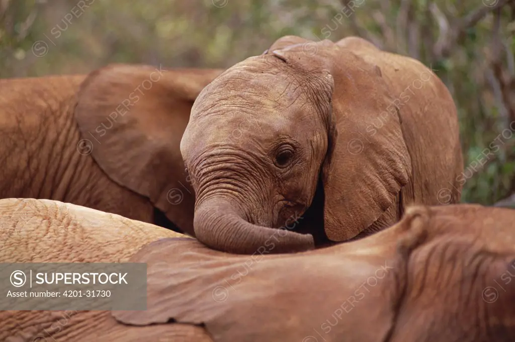 African Elephant (Loxodonta africana) orphan explores Imenti, an older male orphan African Elephant, David Sheldrick Wildlife Trust, Tsavo East National Park, Kenya