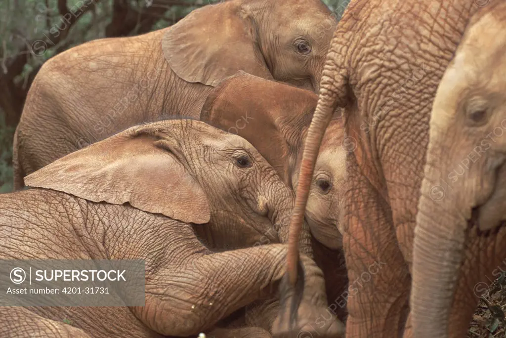 African Elephant (Loxodonta africana) orphans explore an older male orphan named Imenti, David Sheldrick Wildlife Trust, Tsavo East National Park, Kenya