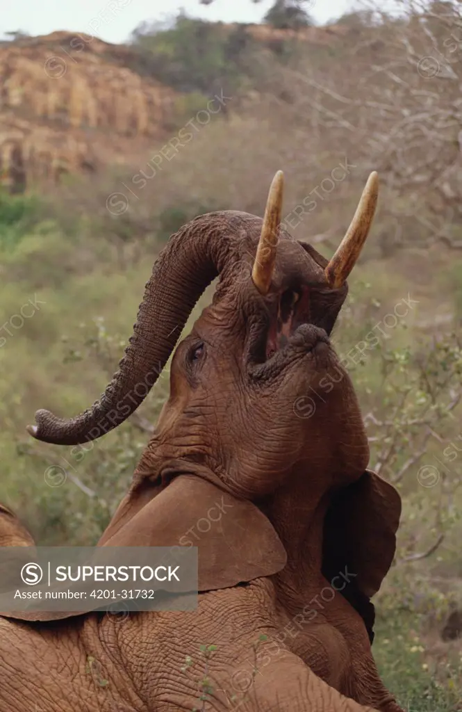 African Elephant (Loxodonta africana) orphan called Imenti, trumpeting, David Sheldrick Wildlife Trust, Tsavo East National Park, Kenya