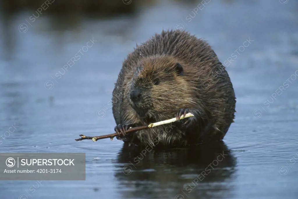 American Beaver (Castor canadensis) chewing bark off of stick in boreal pond, Alaska