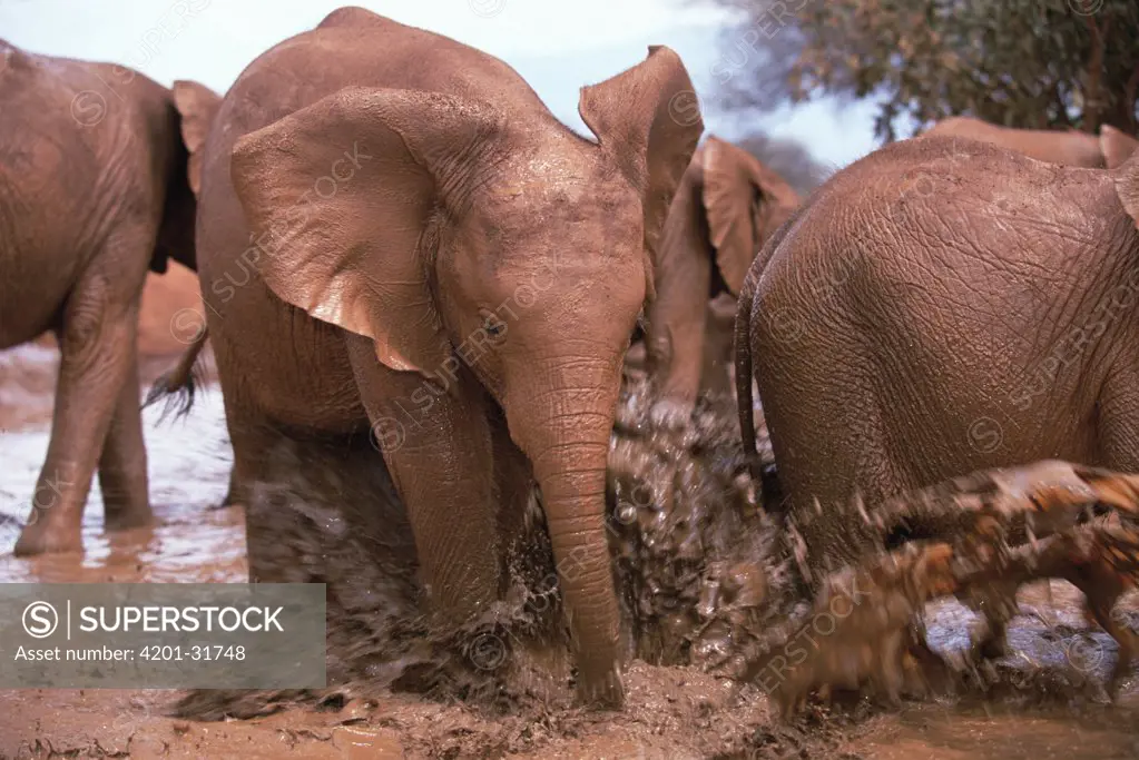 African Elephant (Loxodonta africana) orphan, Natumi, charging and playing in mud bath, David Sheldrick Wildlife Trust, Tsavo East National Park, Kenya