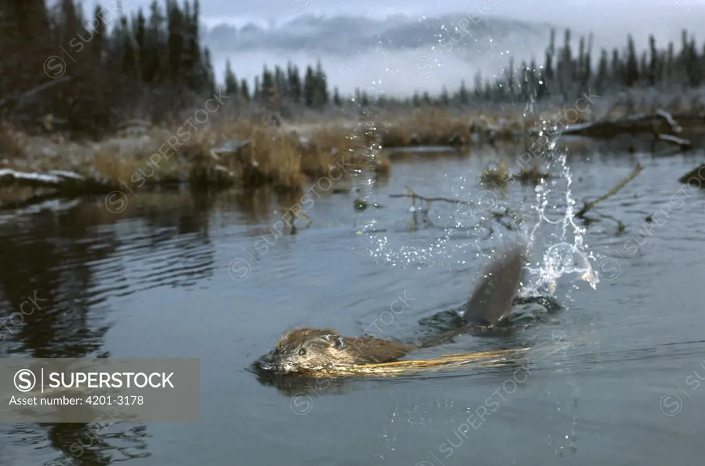 American Beaver (Castor canadensis) slapping water with tail in boreal pond, Alaska