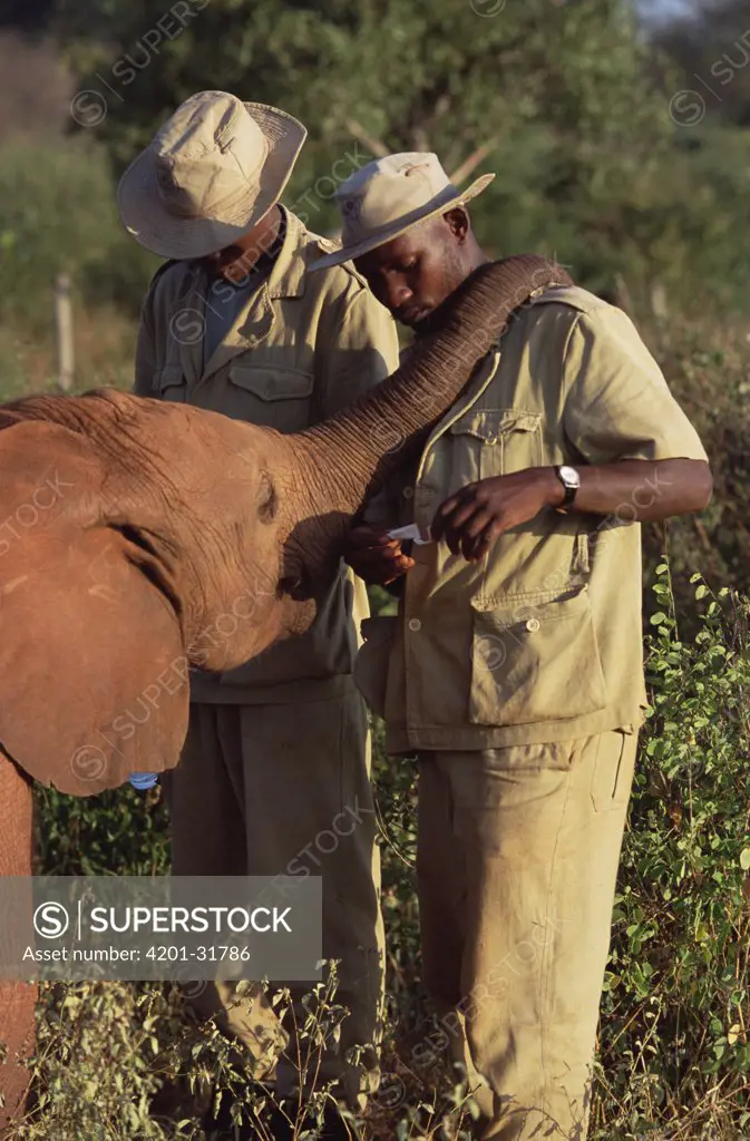 African Elephant (Loxodonta africana) keeper Mishak Nzimbi medicating orphan Salama's eye, David Sheldrick Wildlife Trust, Tsavo East National Park, Kenya