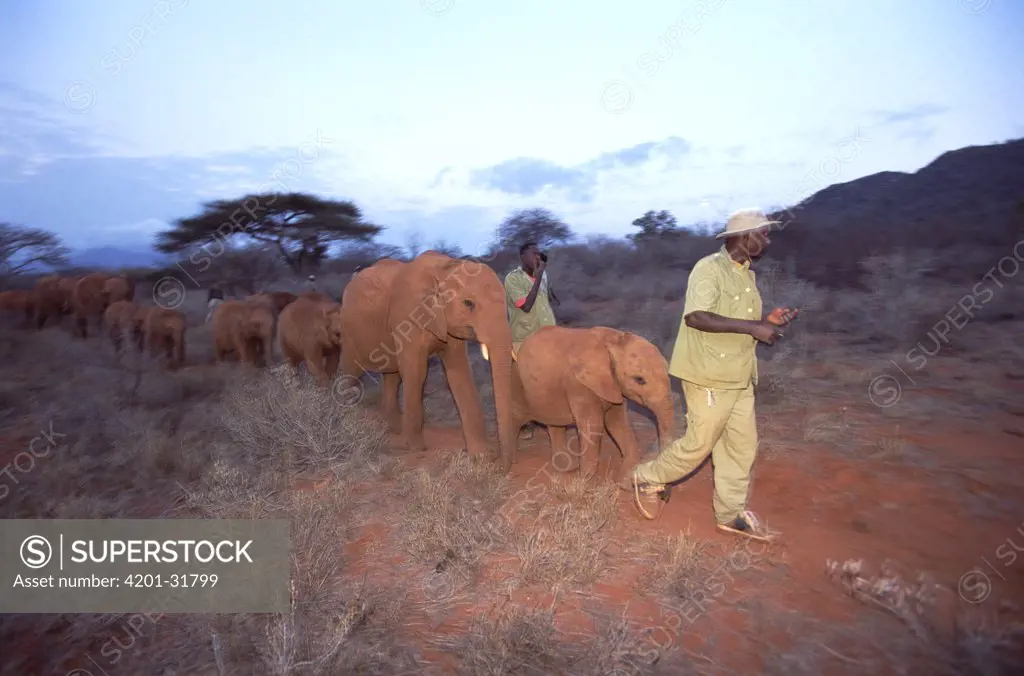 African Elephant (Loxodonta africana) keeper Mishak Nzimbi walking with orphan into the bush at dawn, David Sheldrick Wildlife Trust, Tsavo East National Park, Kenya