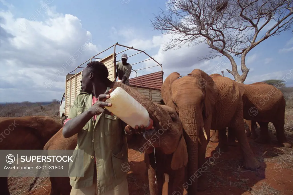African Elephant (Loxodonta africana) keepers feeding milk bottles in bush, David Sheldrick Wildlife Trust, Tsavo East National Park, Kenya