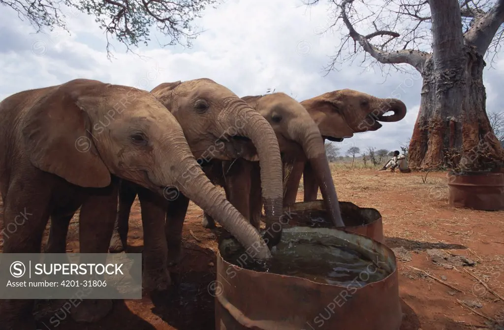 African Elephant (Loxodonta africana) orphans drinking from water barrels near baobab mud bath, David Sheldrick Wildlife Trust, Tsavo East National Park, Kenya