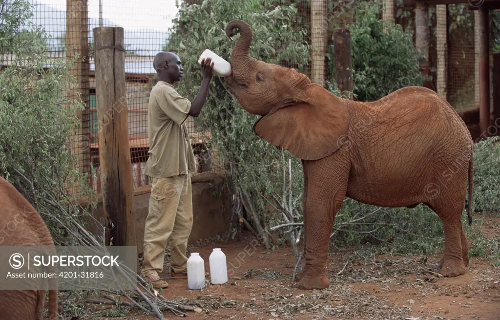 African Elephant (Loxodonta africana) keeper Menza feeding orphan, Idle, a bottle in stockade, David Sheldrick Wildlife Trust, Tsavo East National Park, Kenya
