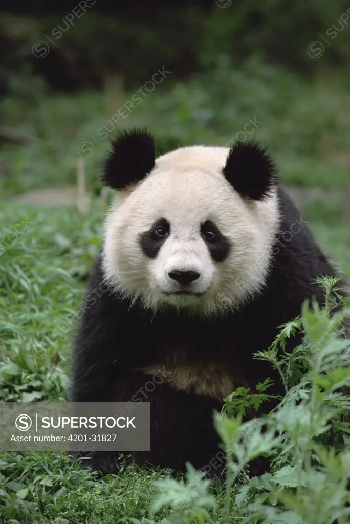 Giant Panda (Ailuropoda melanoleuca) portrait