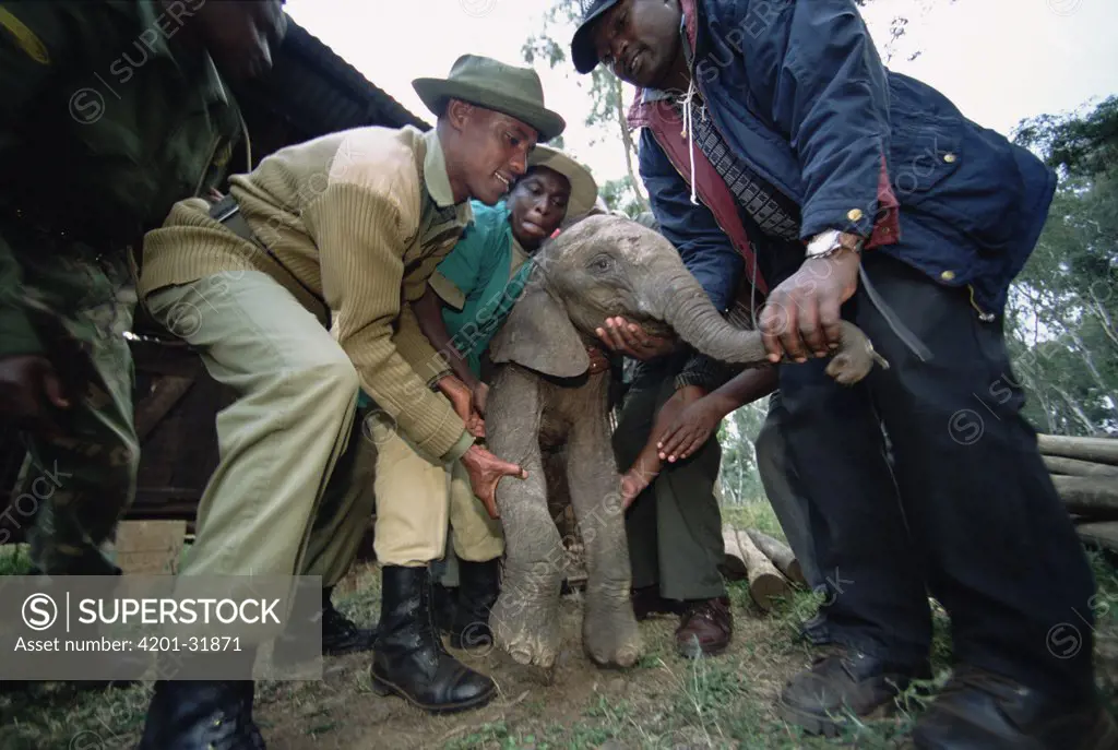 African Elephant (Loxodonta africana) orphan baby, Thoma, rescued by Edwin from lion cage in which she is being held, David Sheldrick Wildlife Trust, Tsavo East National Park, Kenya