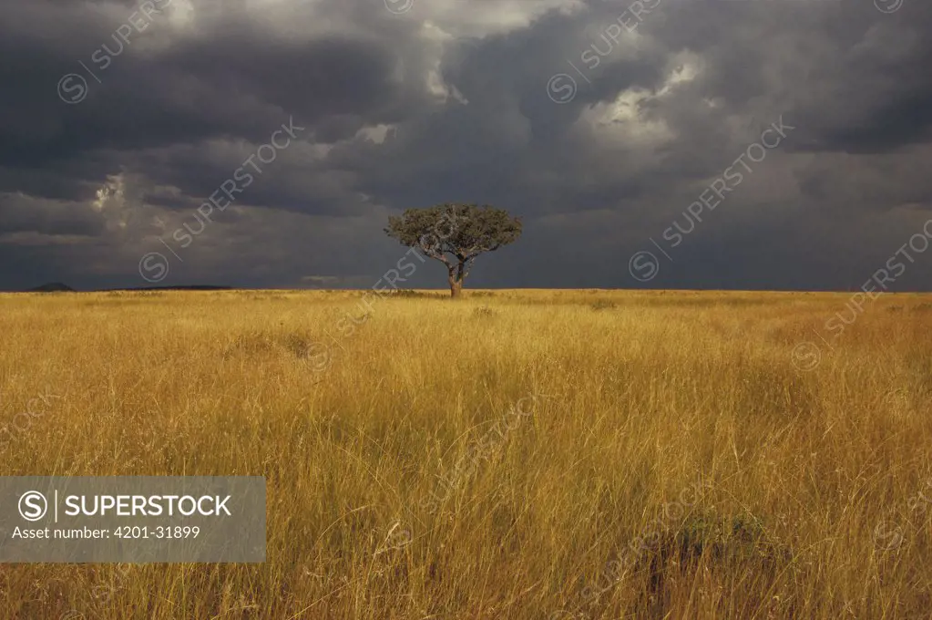 Whistling Thorn (Acacia drepanolobium) in open grasslands, Masai Mara National Reserve, Kenya