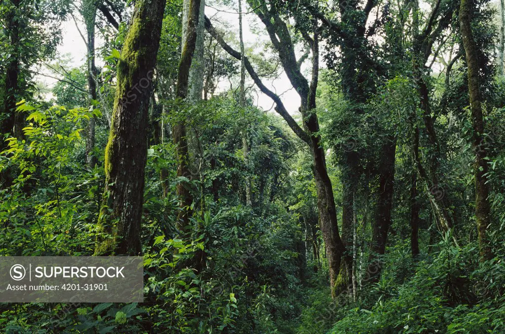 Mid and upper canopy interior of tropical rainforest, Kakamega Forest Reserve, Kenya