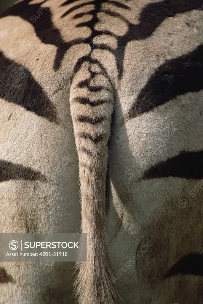 Hartmann's Mountain Zebra (Equus zebra hartmannae) close-up of tail and backside, Portland Zoo, Oregon