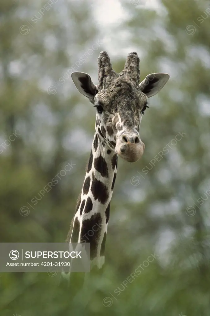 Reticulated Giraffe (Giraffa camelopardalis reticulata) portrait, Woodland Park Zoo, Seattle, Washington
