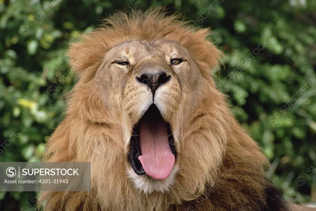 African Lion (Panthera leo) portrait of male yawning, Washington Park Zoo, Portland, Oregon